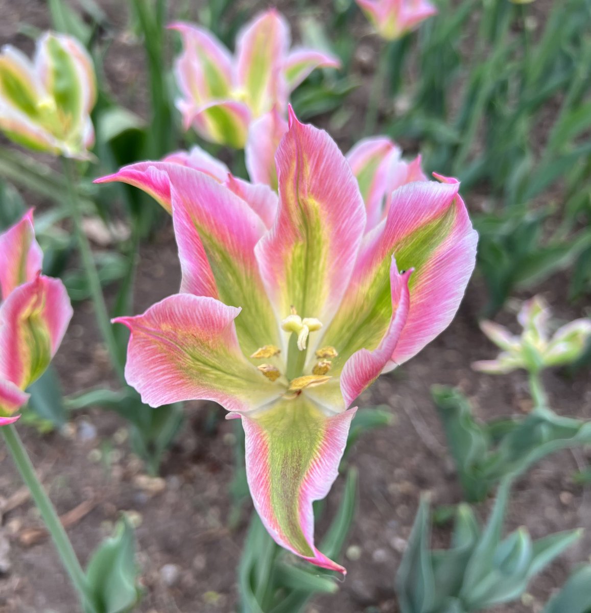 The beauty is in the details <a href="/CdnTulipfest/">Canadian Tulip Festival</a> 😍🌷

#MyOttawa #Ottawa #DiscoverON