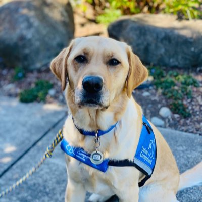 InDOMitablePup's tweet photo. #NewProfilePic https://t.co/lSXELQ2Cxv