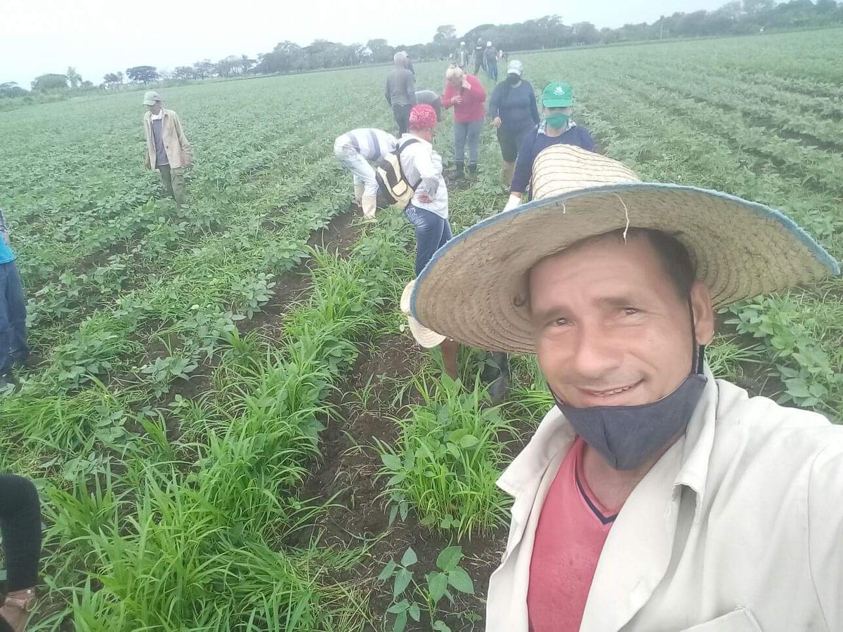 FernandoBalio2's tweet photo. En #Yara trabajo productivo en la limpia del frijol Caupi #MasComida para el pueblo.
#PCCGranma
@CapoNapoles
@escribano_cruz
@YanetsyTerry
@NiurkaAlarcon1 https://t.co/755AZ8SbqW