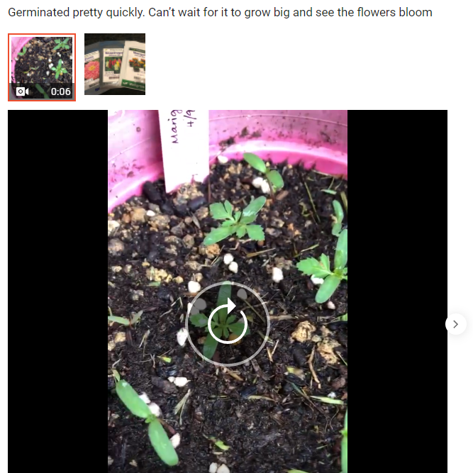 theink_kid's tweet photo. WellGrow Seeds - French Marigold https://t.co/tIhRQZzXZn