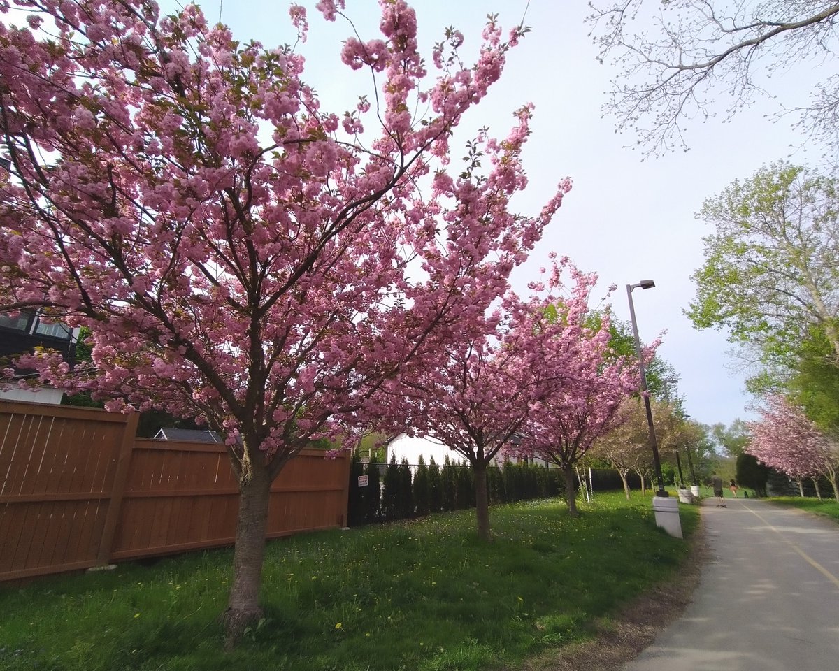 Dan Cecile tweet media