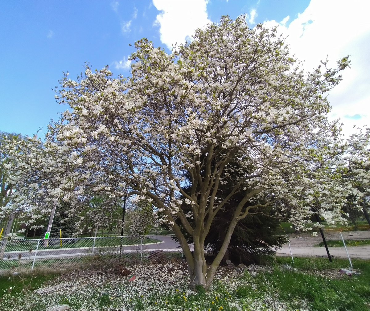 Dan Cecile tweet media