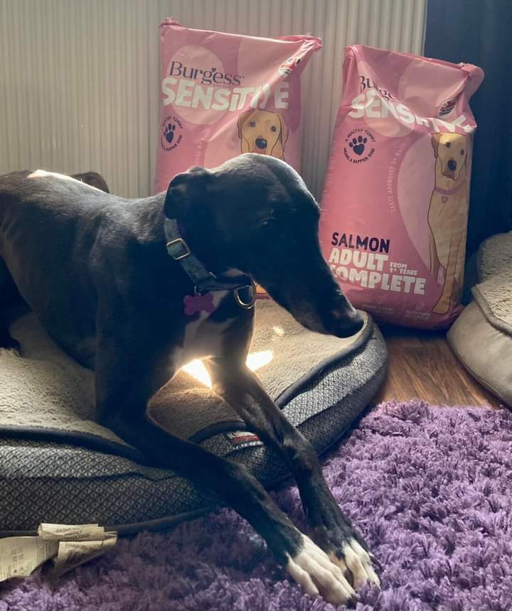 Big #thankyou to Burgess for their kind donation of two bags of their  Sensitive dog food as Knoxville the greyhound enjoys it.

Knoxville is still patiently waiting for his forever home. A lovely boy who enjoys 3 short walks a day and lots of napping!💤
#flintshire #NorthWales