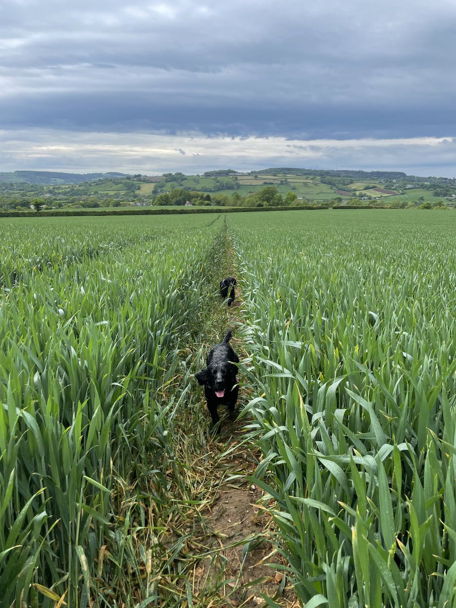 MatthewKingdon1's tweet photo. Late drilled Extase after maize 👌 https://t.co/uzsLByPMA9