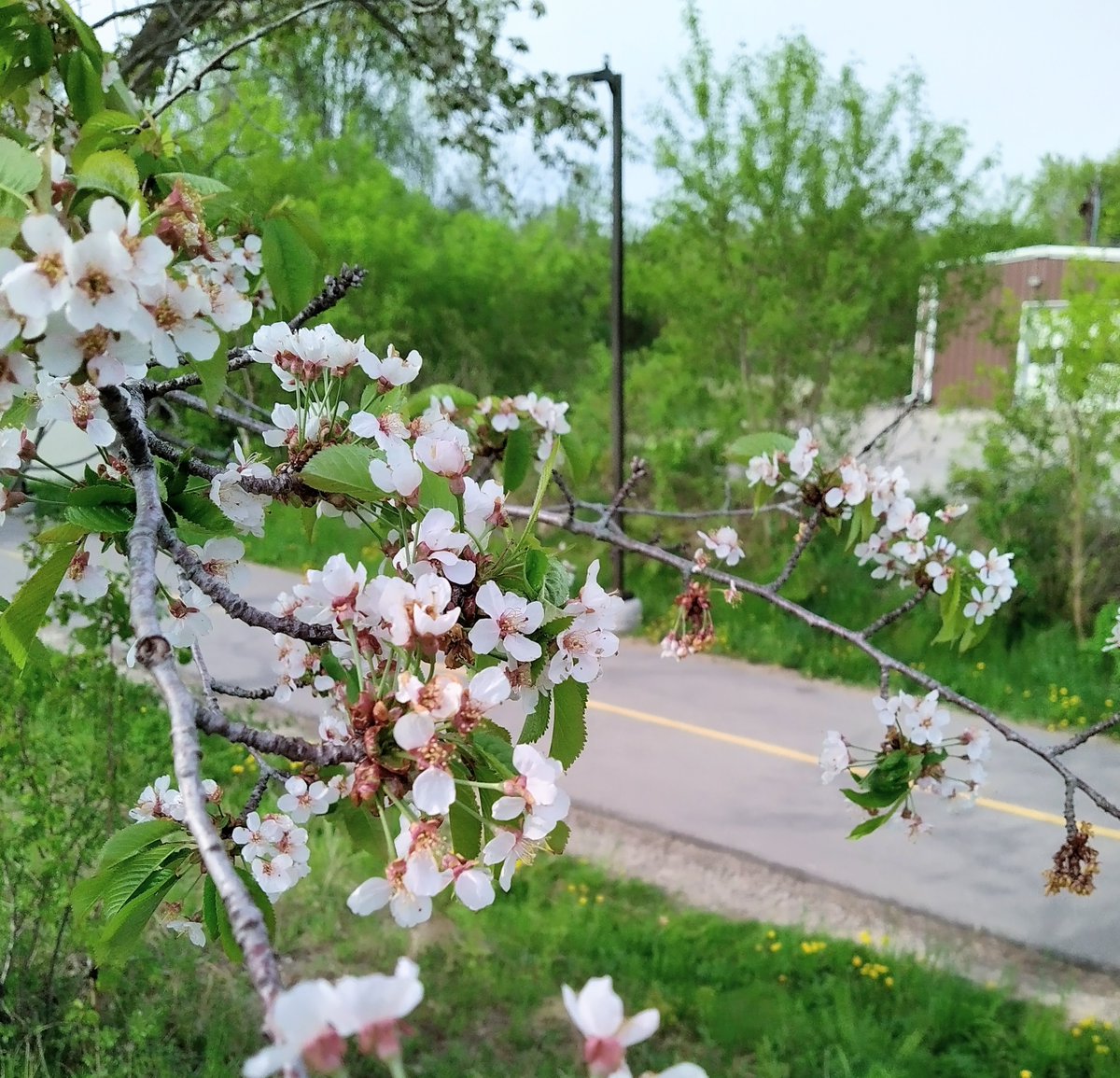 Dan Cecile tweet media