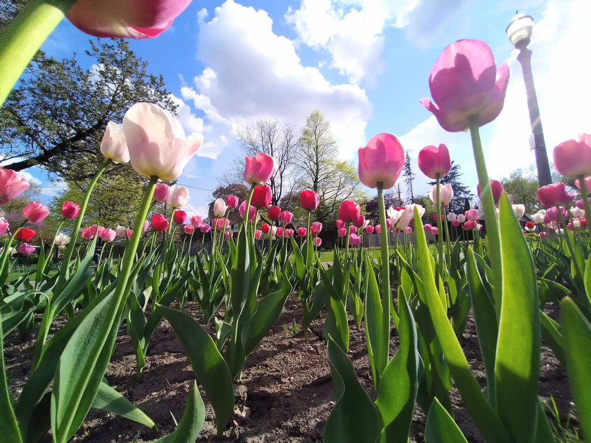 Dan Cecile tweet media