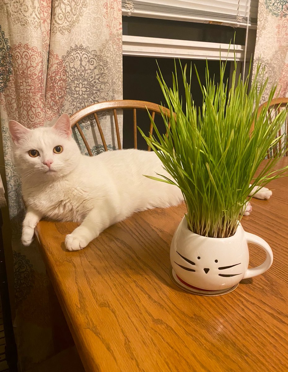 FredwardKitty's tweet photo. apparently, my humans got a Chia Fredward … honestly not sure what to think! #CatsOfTwitter https://t.co/aWzrM6td4o