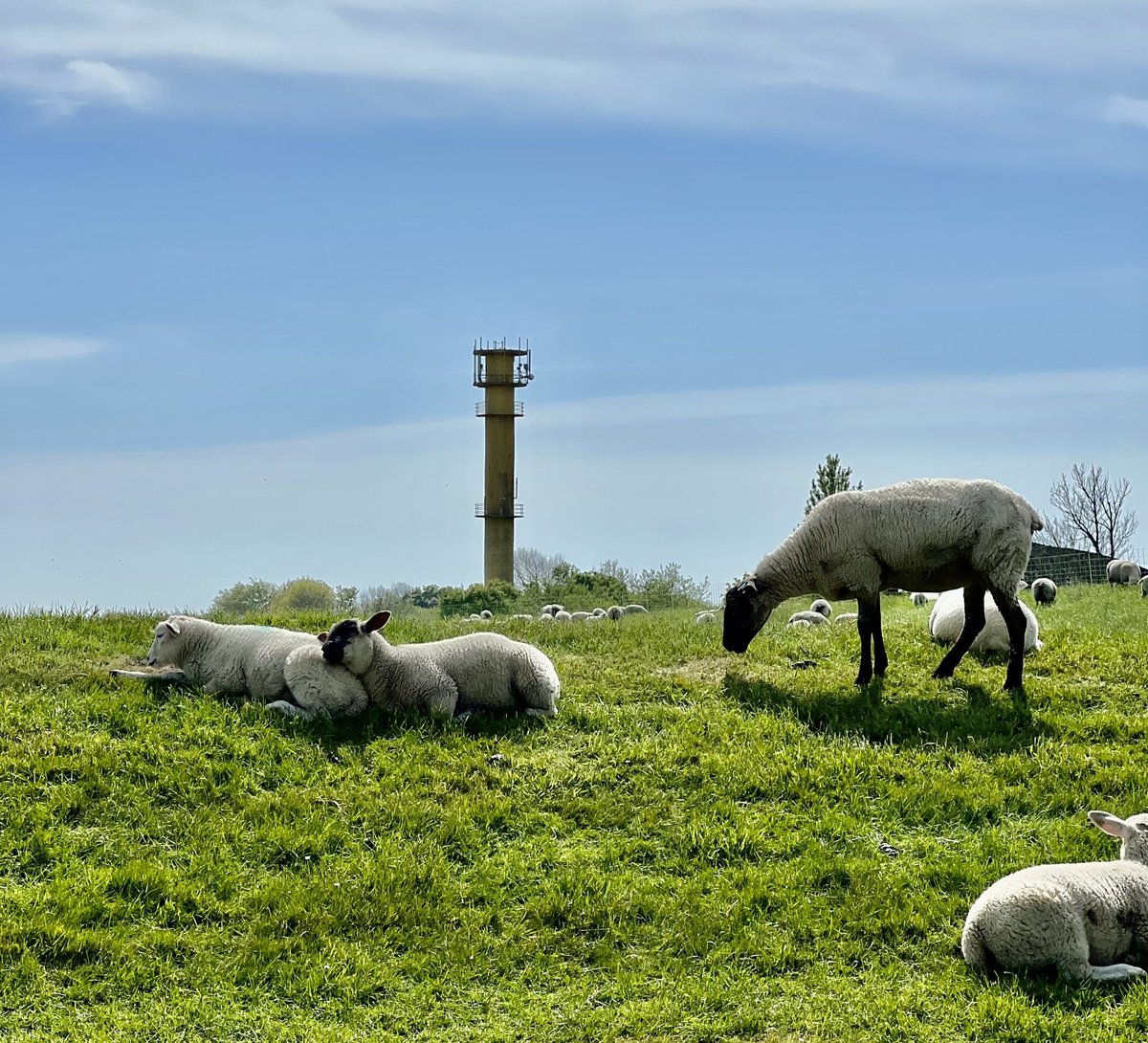 maltekir's tweet image. Sonntag - Zeit zum Relaxen. #nordsee #sheepcontent #flausch #deich