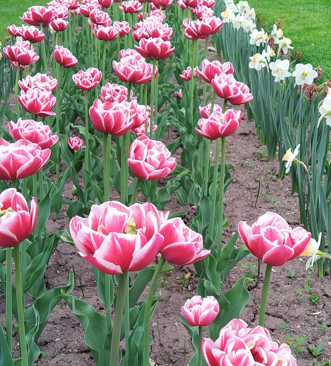 Dan Cecile tweet media