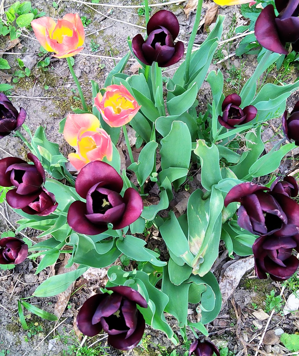 Dan Cecile tweet media