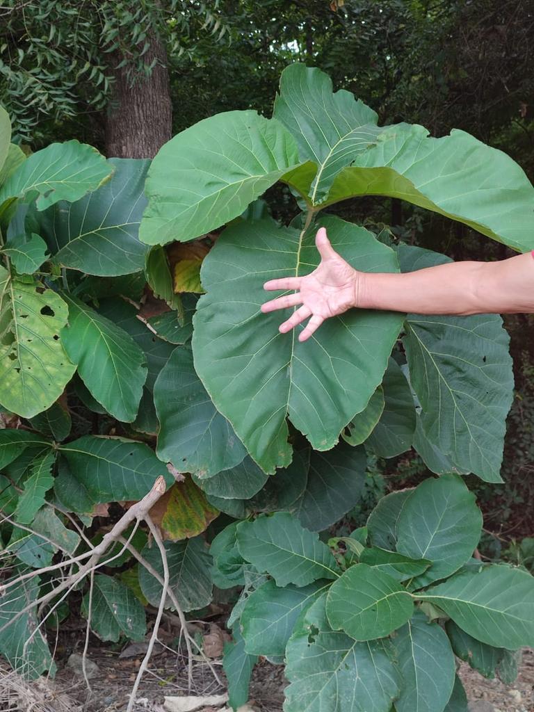 GZuritaH's tweet photo. Está vegetación no es de la selva amazónica o del Congo belga. Está en #Guayaquil, en el #BosqueProtector del Campus Gustavo Galindo ESPOL. https://t.co/YUzxQFuxfu