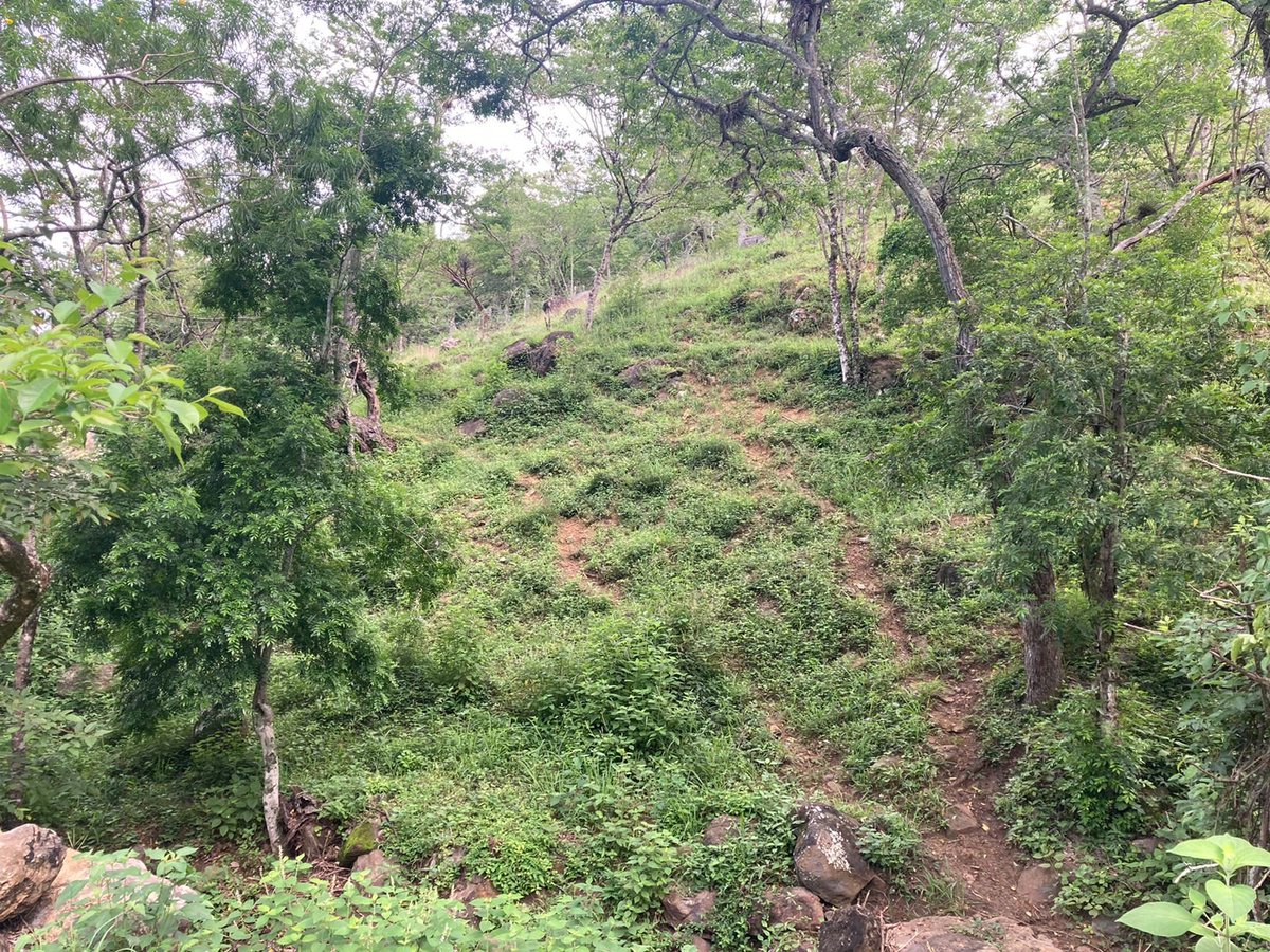 cognitivepolicy's tweet photo. This photo is from the future site of Barichara Ecoversity... we walked the land this morning to listen and feel what life wants to do here.

It is so special to be in this deep relationship with land. https://t.co/pdy05tb1TD