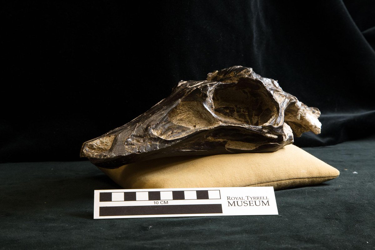 RoyalTyrrell's tweet image. Fossils of petrified wood, oysters, hadrosaurs (duck-billed dinosaurs), and ornithomimids (bird-mimic dinosaurs) are relatively common in the badlands around Drumheller. 
What types of fossils are found where you live?