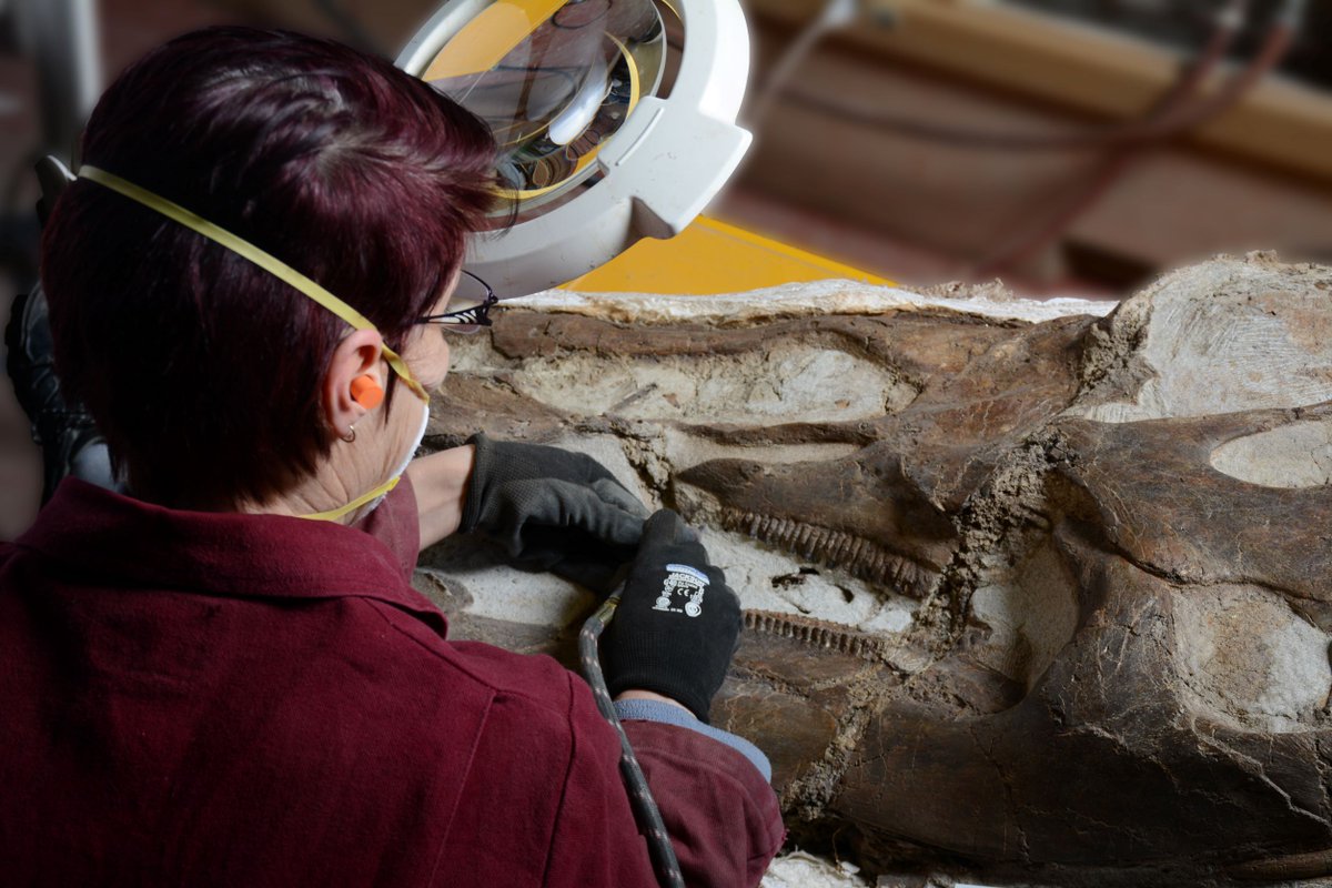 RoyalTyrrell's tweet image. Fossils of petrified wood, oysters, hadrosaurs (duck-billed dinosaurs), and ornithomimids (bird-mimic dinosaurs) are relatively common in the badlands around Drumheller. 
What types of fossils are found where you live?