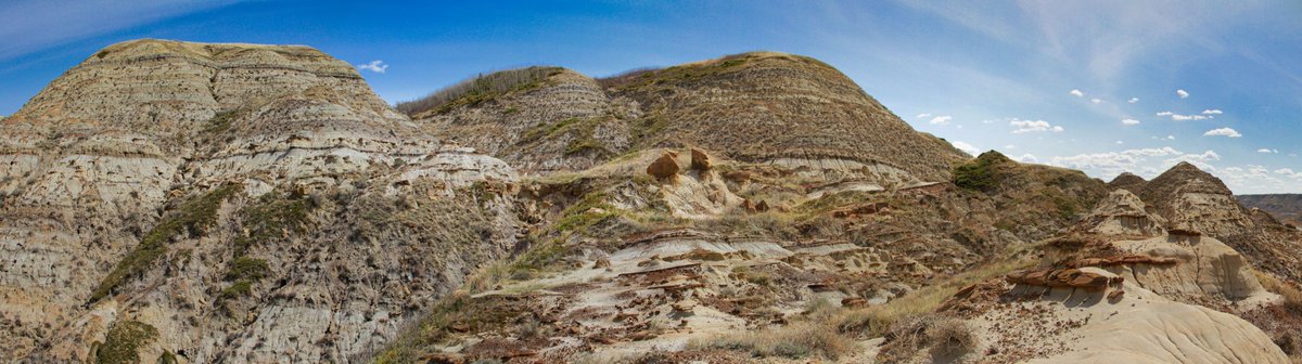 RoyalTyrrell's tweet image. Fossils of petrified wood, oysters, hadrosaurs (duck-billed dinosaurs), and ornithomimids (bird-mimic dinosaurs) are relatively common in the badlands around Drumheller. 
What types of fossils are found where you live?