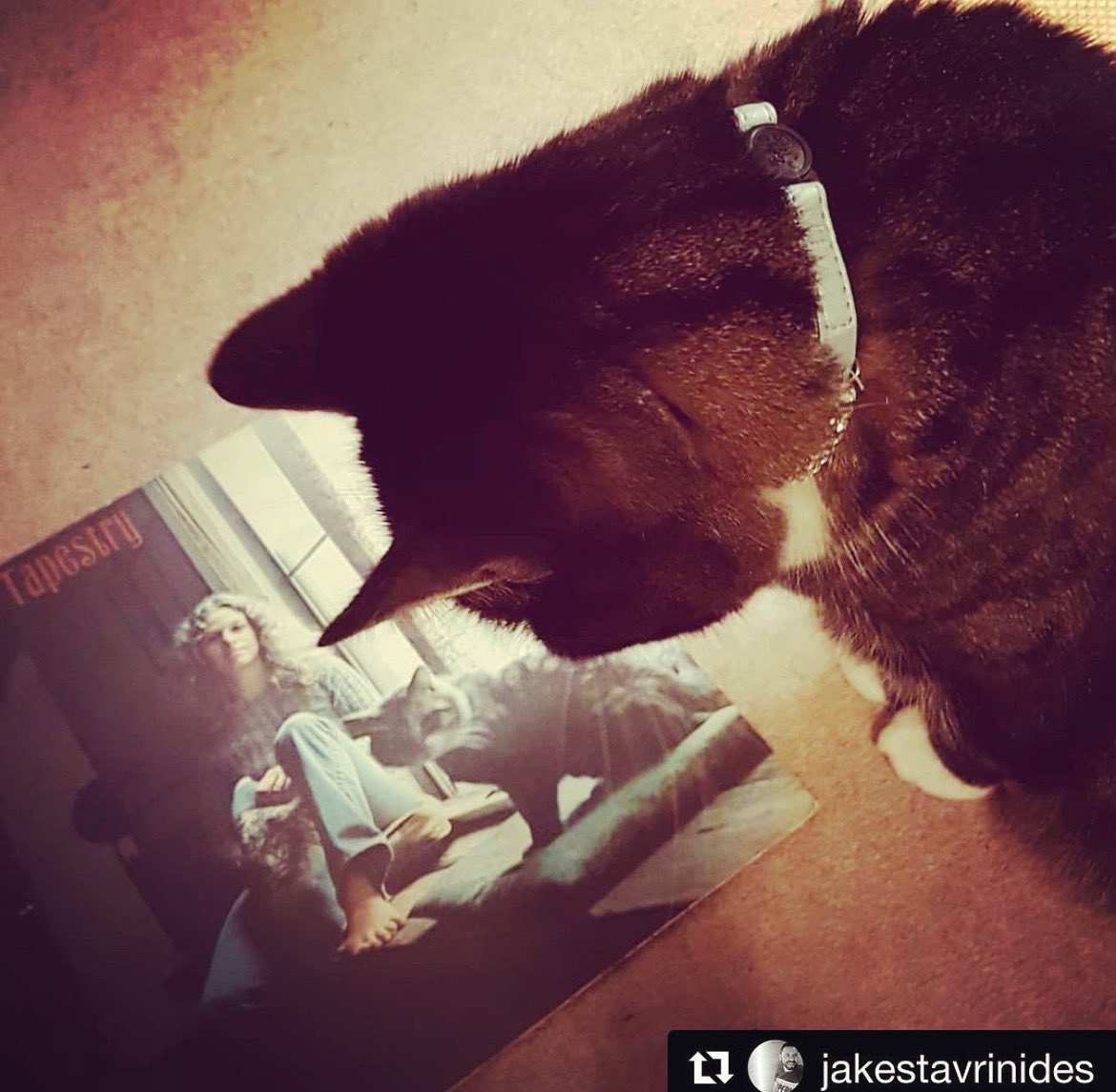 Carole_King's tweet photo. Sunday.
#cats #Tapestry https://t.co/bWFrhHdXOL