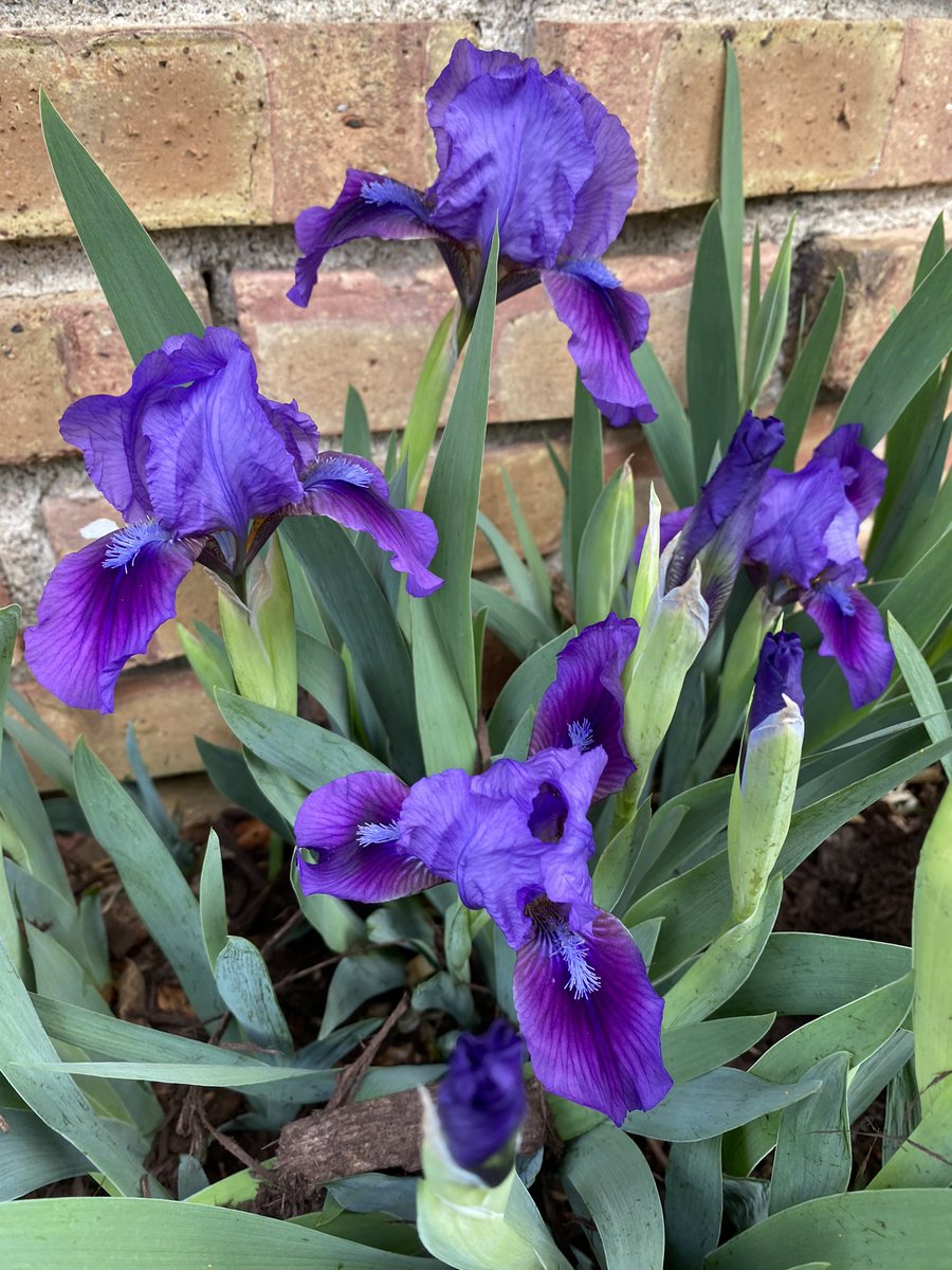 xtinealmeida's tweet image. Twitter feed cleanser. 
#nature #minnesotaspring
#Minnesota 
#stpaul #mnleg