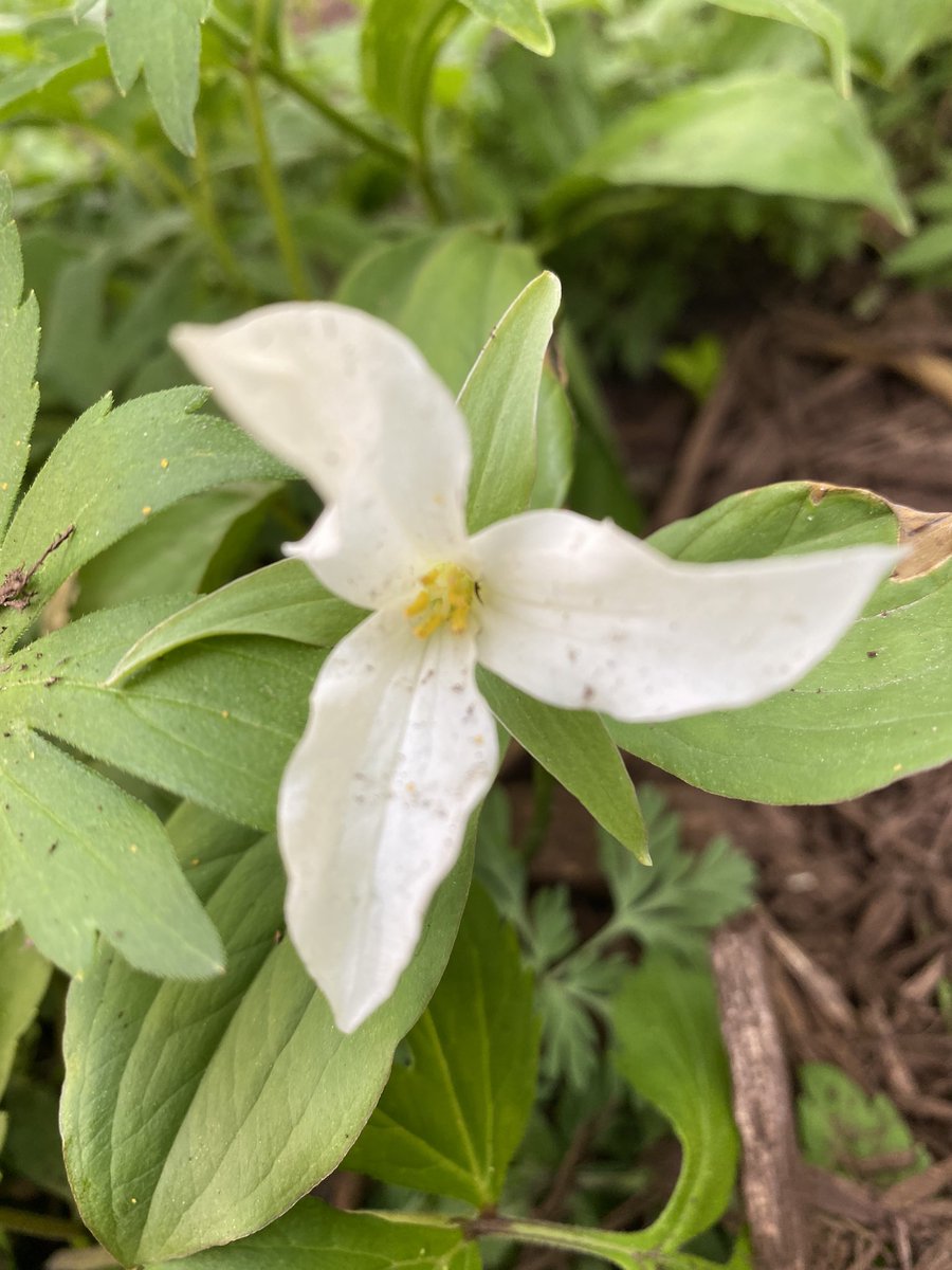 xtinealmeida's tweet image. Twitter feed cleanser. 
#nature #minnesotaspring
#Minnesota 
#stpaul #mnleg