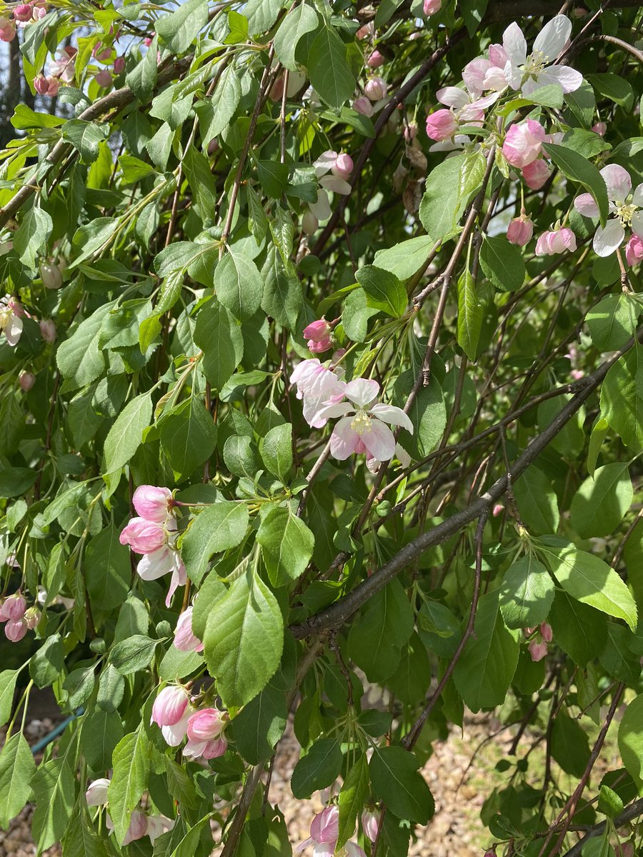 xtinealmeida's tweet image. Twitter feed cleanser. 
#nature #minnesotaspring
#Minnesota 
#stpaul #mnleg