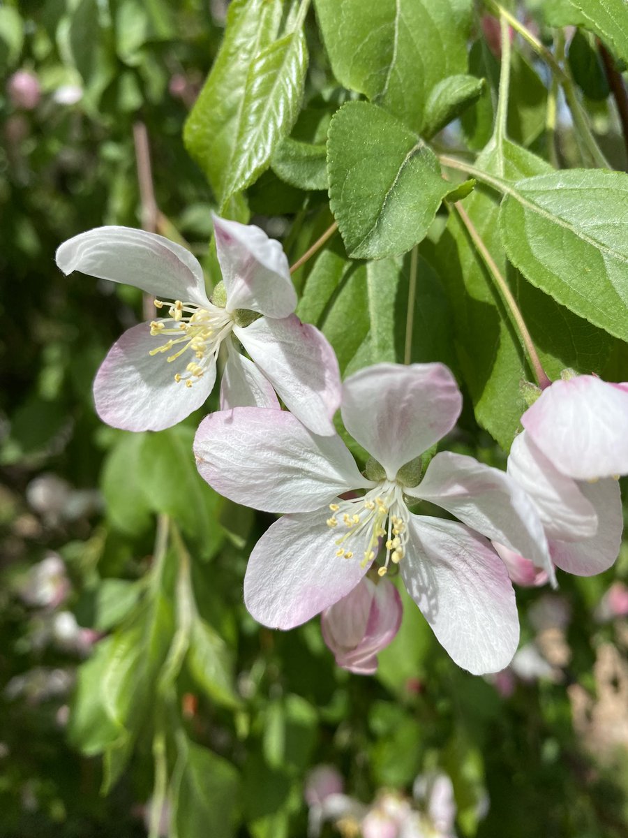 xtinealmeida's tweet image. Twitter feed cleanser. 
#nature #minnesotaspring
#Minnesota 
#stpaul #mnleg