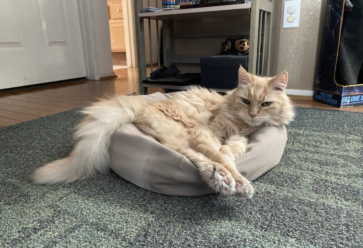 Quick BTS: We built Parks &amp; Cons out of a need for distractions. We find that many that follow along use it similarly. P&amp;C is pure escapism. Coming up, we will use it to its fullest as we mourn the recent loss of the lovely Nova after 21 years of being the best cat 💔