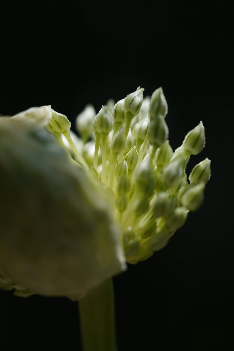 jerritama's tweet image. sigma70mmF2,8(105) Macro No retouch J-peg
📷ZV-E10