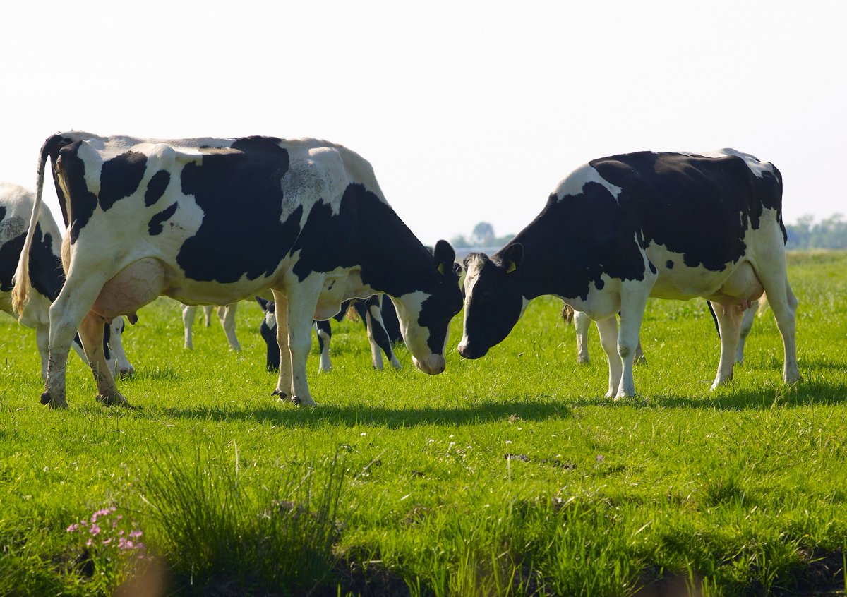#STIKSTOF | Het vandaag #30MeiKoeUitDeWei, omdat een vergunningsplicht voor beweiden absurd zou zijn. 

Waarom doen boeren hier aan mee (of niet)? Wat betekent het stikstofdossier voor de koeien, en hoeveel staan er normaal eigenlijk in de wei? 

Kijk op lto.nl/30meikoeuitdew…!