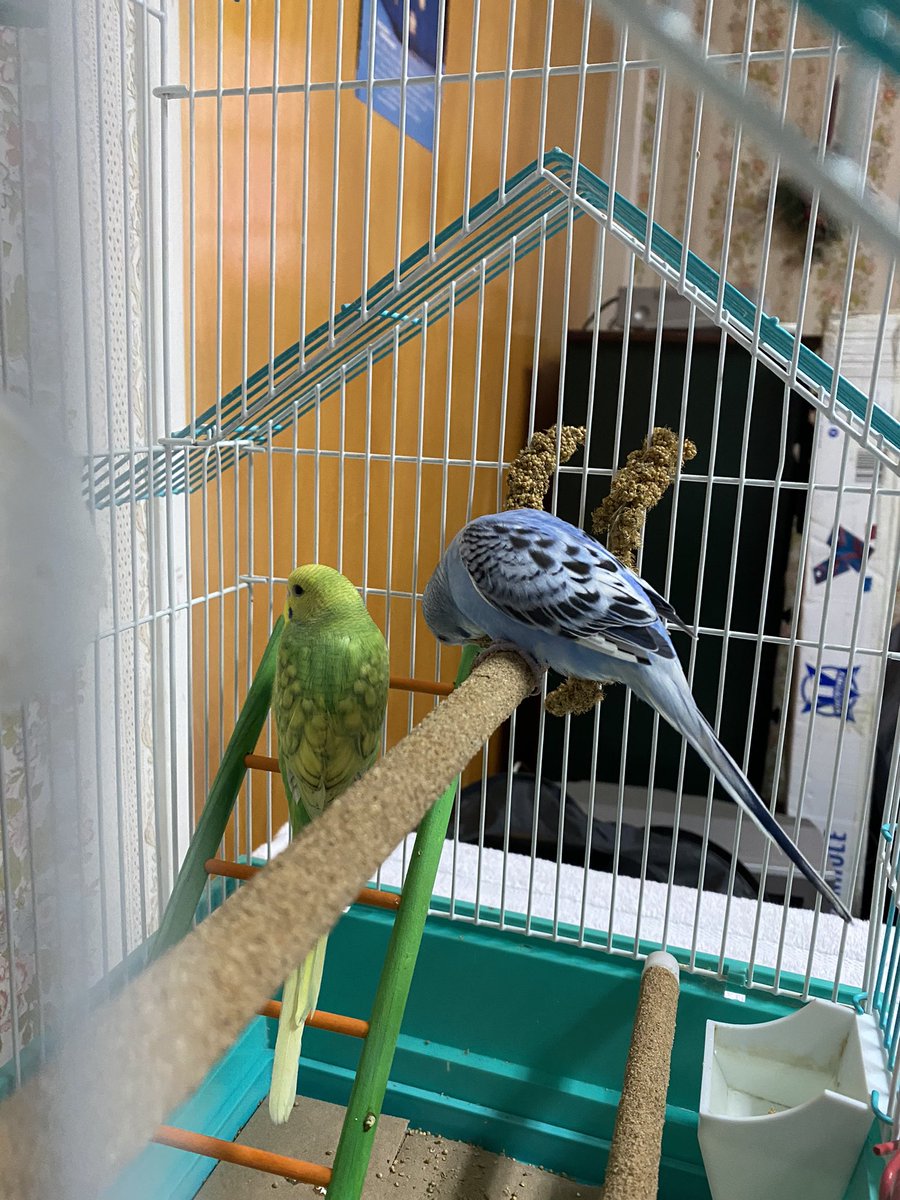 We got 2 new friends in our house today. There names are Pooh and Eeyore 🦜.  Cpls. Humphrey and Hahn. #ZSHQ
