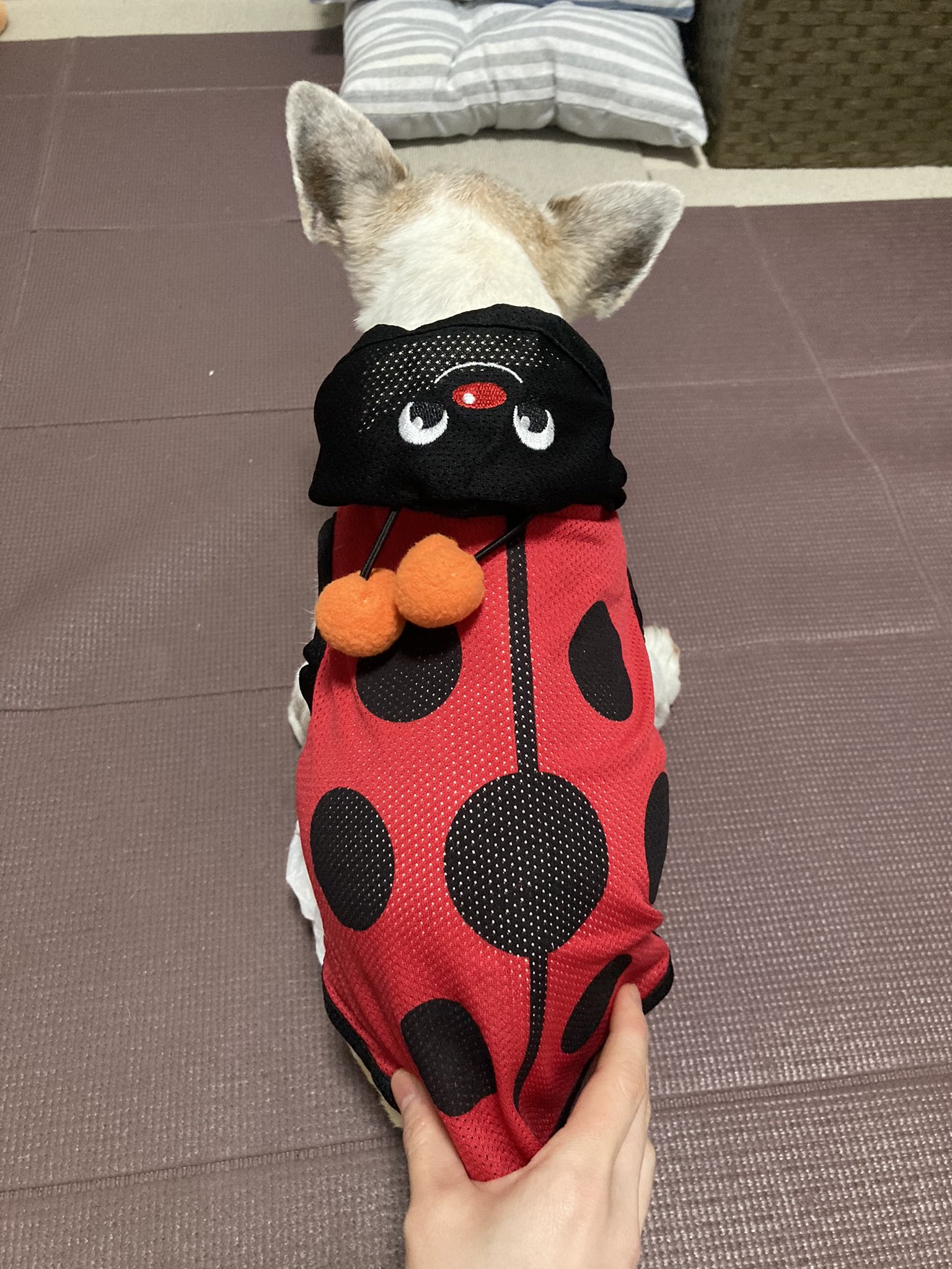 Sa Nana あのダイソーですよー 昨年ダイソーの 犬服が可愛いとtwitterで伺ったので 今年もあるかなと思い見に行ったんですが なかったけどてんとう虫可愛いくて買っちゃいました 300円ですが アリですよね Twitter