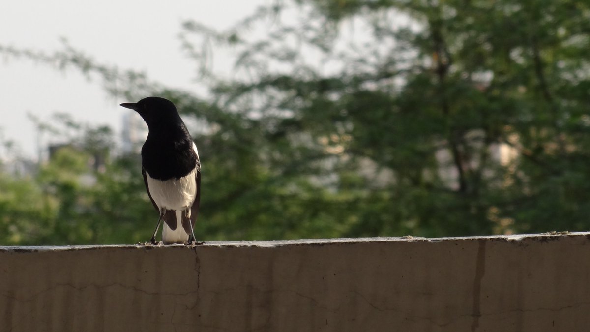 Oriental Magpie Robin. #delhibirds #indiaves