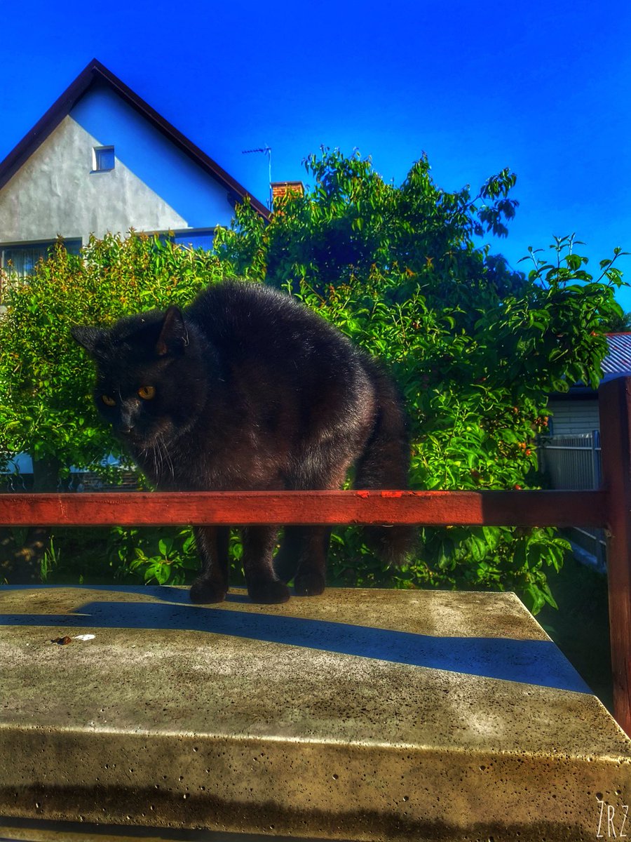 Charlotte116444's tweet photo. Kočka cizí nasrane hledící. #meow #photography #photographylovers #CatsOfTwitter #RandomCat https://t.co/zf7R70JuWz