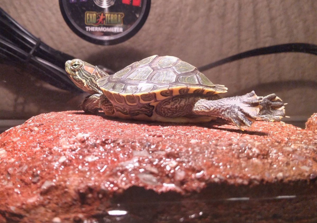 FalcoDRN's tweet image. #TurtleCam