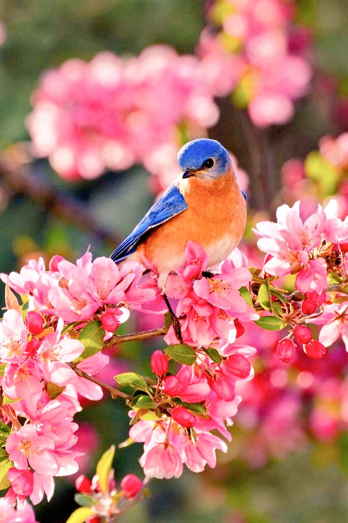 Happy Monday Everyone 💙
#goodmorning #NaturePhotography 
#BirdsPhotography