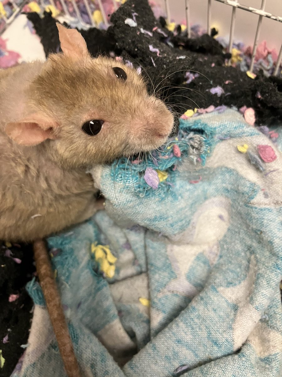 Hai everyone,
Here is a picture of my cute self at the mean vet clinic. I was tortured with a robot called a nebulizer, forcing me to bite my human and the plastic tubing of the evil machine. Luv, Lizzie Borden