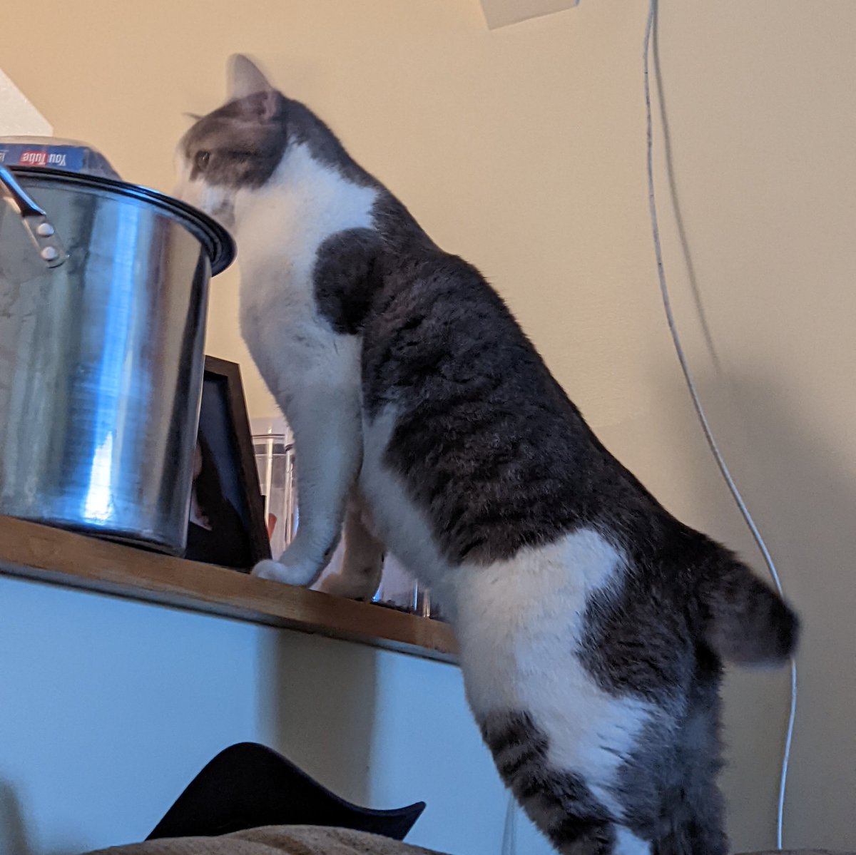 cgrymala's tweet photo. I'll bet you didn't know my cat is part pointer, did you? #teamnemo https://t.co/qhPm92imNt