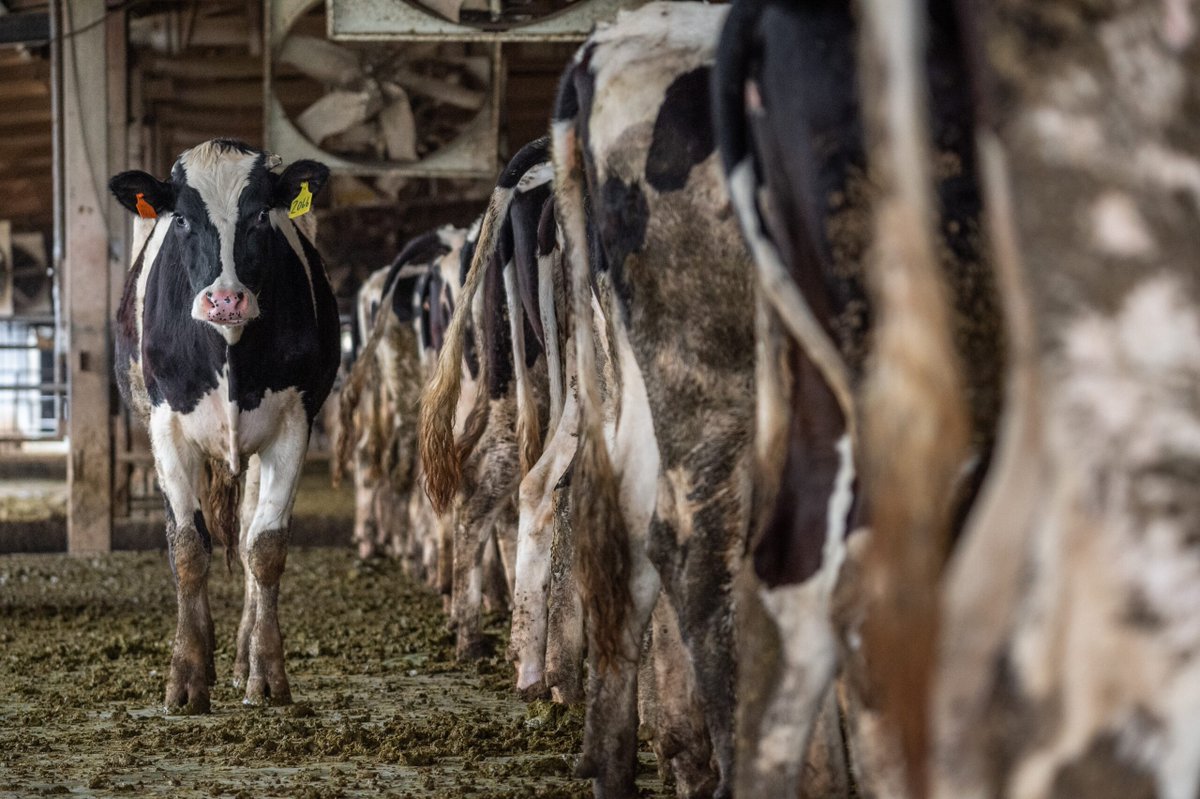 11,000 litres of water to make one litre of milk? New questions about the freshwater impact of NZ dairy farming - sciblogs.co.nz/changing-clima…