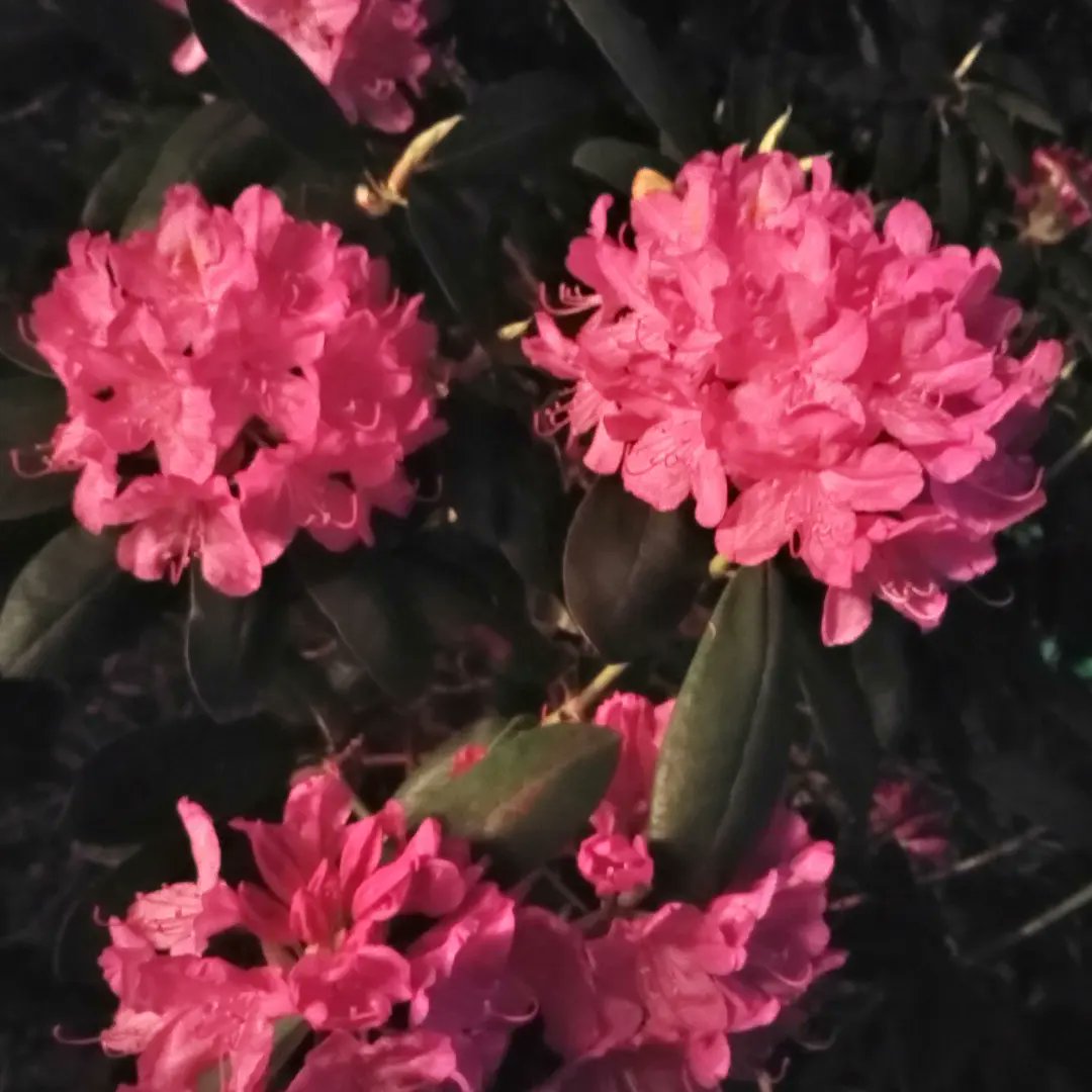 Insidethisskin's tweet photo. Rhododendron at night. A portrait in pink.
#Flowers #UselessHashtag #Rhododendron https://t.co/y3c6mkuNQV