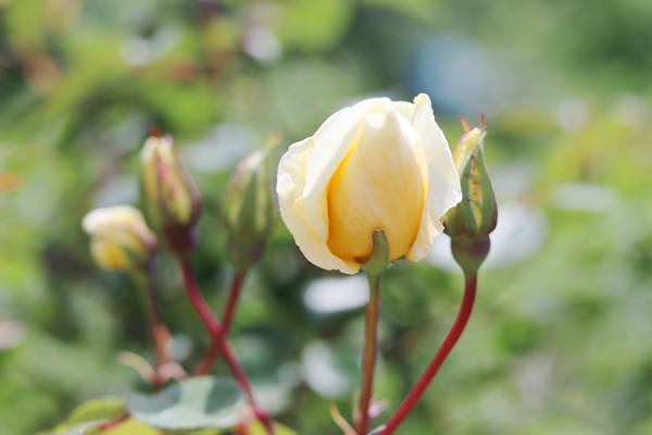 天恵製菓株式会社 公式 Hirai Akira Hiraiさん おはようございます Twitter