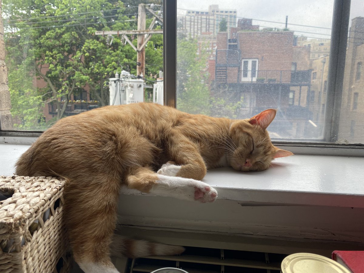 BoxerOut's tweet image. Cat envy Sunday