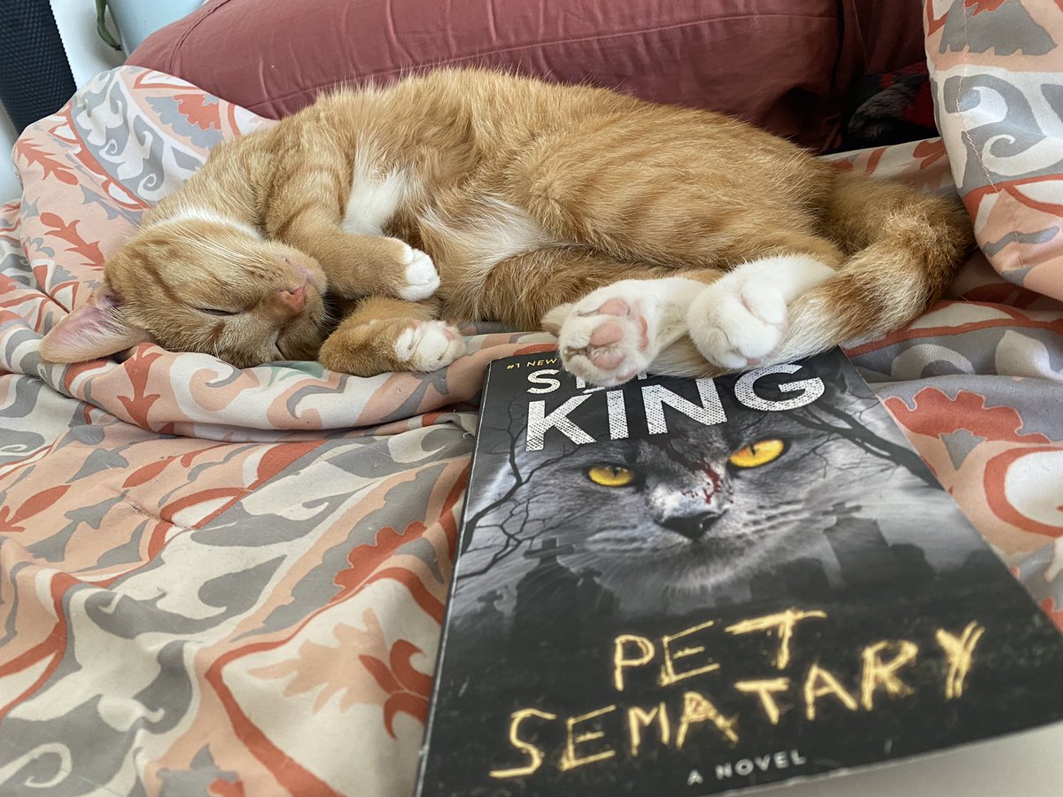 BoxerOut's tweet image. Cat envy Sunday