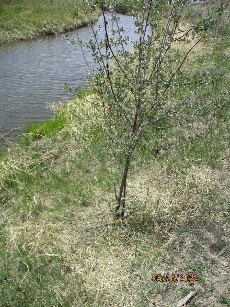 SEAlbertawaters's tweet photo. No, not beavers, but which rodent chewed off the bark and cut off the lower branches of young #thornybuffaloberry shrubs? Some #wolfwillow stems were stripped of their bark or girdled.#riparianrestoration, Seven Persons Creek, AB. https://t.co/PzKd6tL7Iq