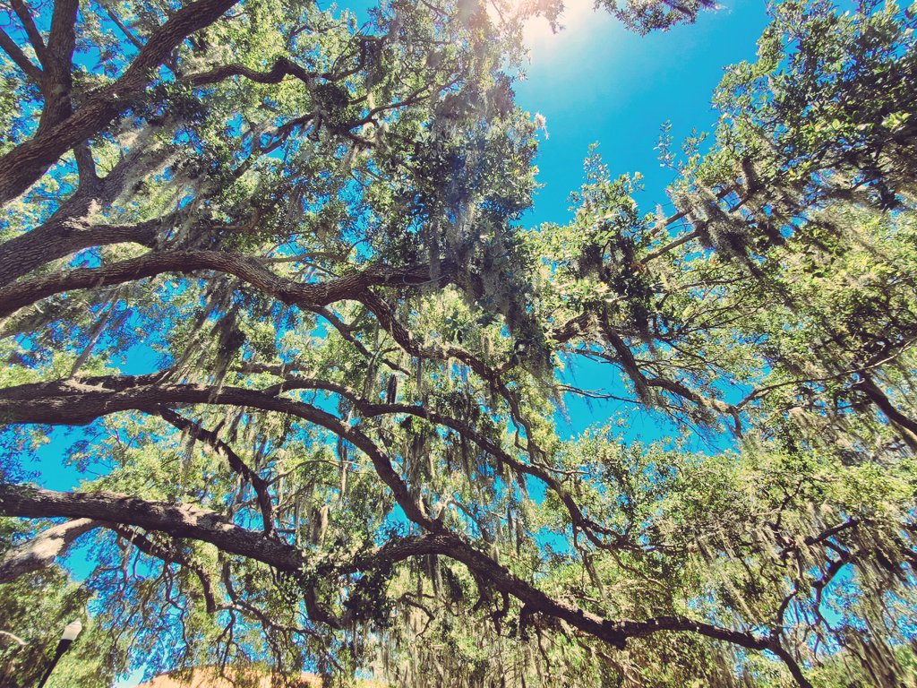 Spanish Moss is the most beautiful thing I've ever seen.

Every time I go down South, I spend half the trip photographing the moss. 😅🥰

#NaturePhotography #WritingCommunity