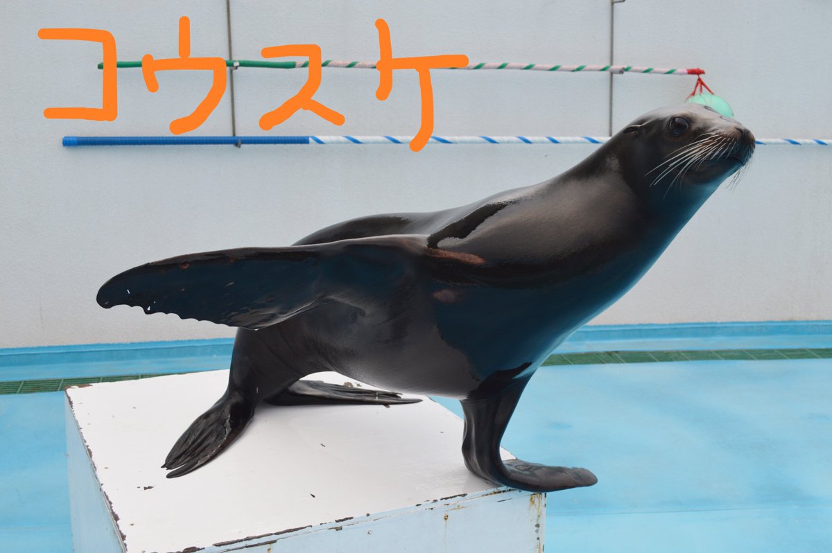 今日は【世界アシカの日】です！ 海外の動物園で飼育され、30歳まで