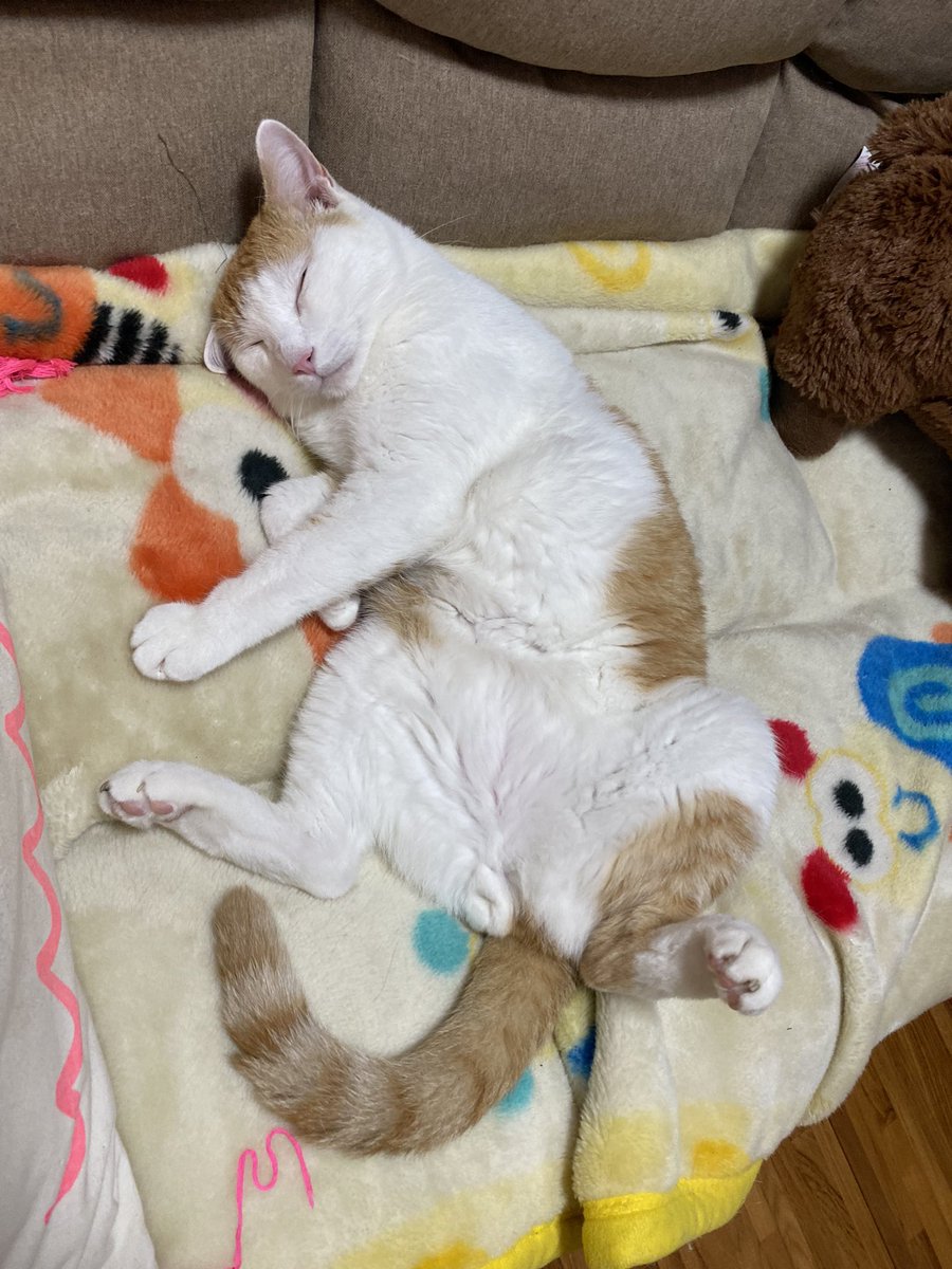 oki528's tweet photo. I’m over here trying to fill your feed with cuteness https://t.co/BLG4JqkNSZ
