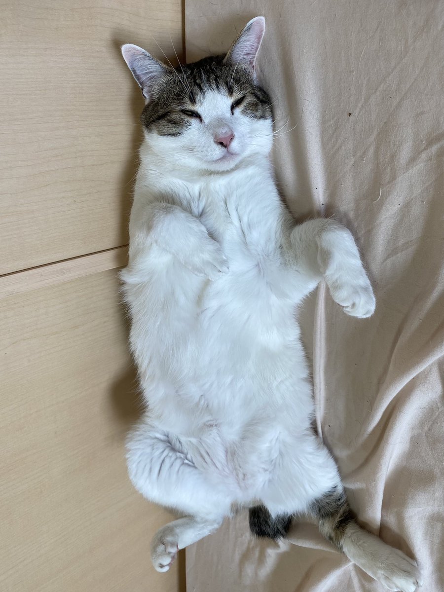 oki528's tweet photo. I’m over here trying to fill your feed with cuteness https://t.co/BLG4JqkNSZ