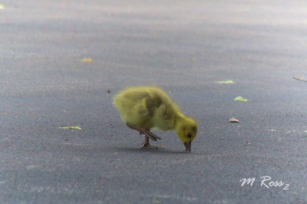 MollyRoss119's tweet photo. It seemed appropriate to get a picture of a baby goose before seeing the new Top Gun movie. https://t.co/o2seLYU4cO