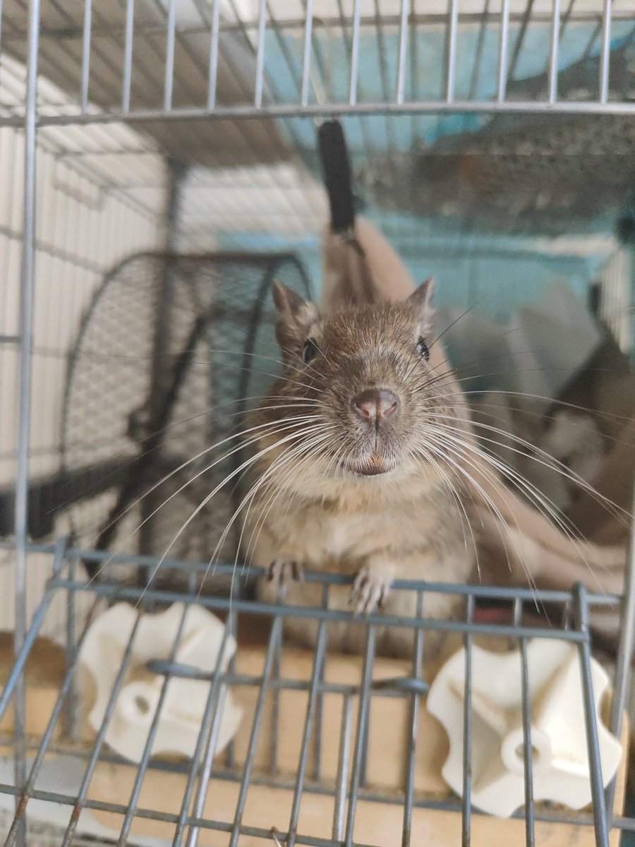 degu_potato's tweet image. 今日ぽてと