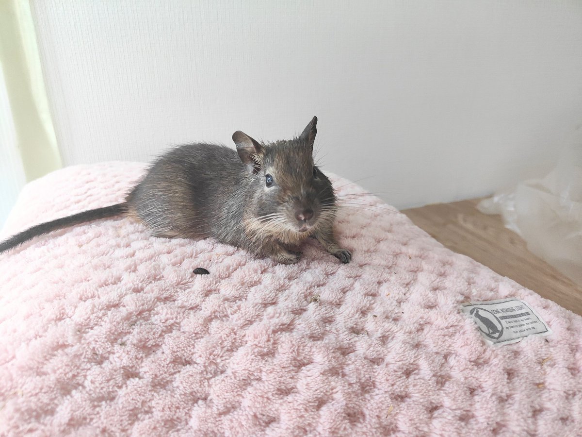 degu_potato's tweet image. 今日ぽてと