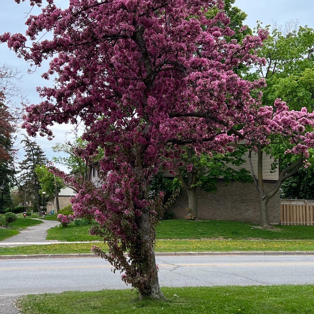 kunrup's tweet photo. Sunday evening run. A quick an hour run around neighborhood. #Brampton #stayactive #StayMotivated #running #runnersdiary https://t.co/D8ymx7PIRW