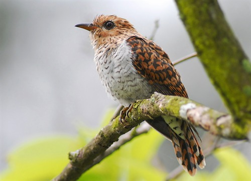 nparksbuzz's tweet photo. Are you the imposter amongst us? 🔪

The Plaintive Cuckoo tricks other birds into raising their babies for them, by laying eggs that are similar in appearance. This phenomenon is known as brood parasitism!

📸: Cai Yixiong https://t.co/AyGXZf00wb